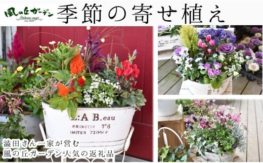 【お手軽ガーデニング】季節の寄せ植え（風の丘ガーデン） ギフト寄せ植え 花 贈答用寄せ植え 母の日 誕生日 記念