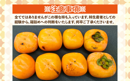 【先行予約】【訳あり】甘みすっきり！あわらのたねなし柿 約3.5kg（18個入）（ご家庭用）／ 果物 フルーツ 産地直送 期間限定 ※2025年10月中旬以降準備出来次第発送 [aw031-a006]