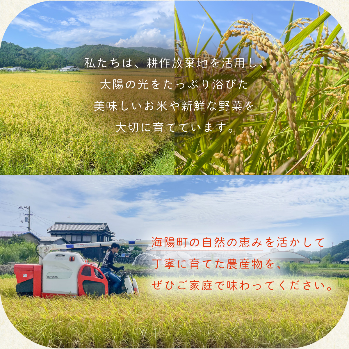 コシヒカリ 特別栽培米 白米 10kg