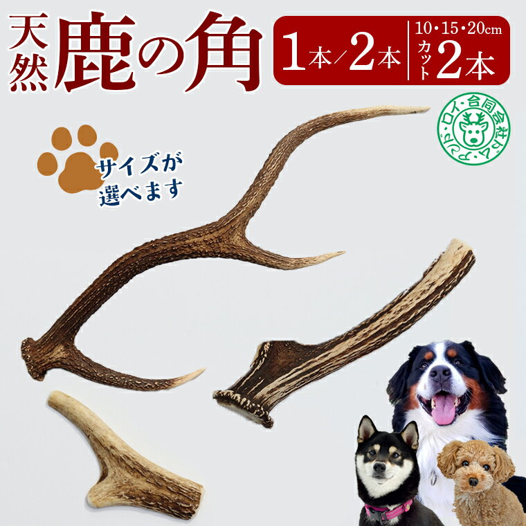 【ふるさと納税】犬 ペット 骨 鹿 シカ 角 1本 2本 10cm 15cm 20cm おもちゃ 小型犬 中型犬 大型犬 ワンコ ワンちゃん ツノ 丸 半割り インテリア 飾り 置き物 おすすめ 天然 野生 肉 ジビエ 国産 ごほうび 健康 歯 歯みがき 歯垢 歯石除去 房総 千葉県 富津市 送料無料