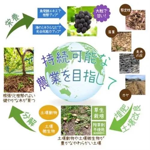 岡山　花笑み農園の『園主おすすめぶどう4種セット』家庭用　2kg　4M-2R家【9月下旬～順次発送】【配送不可地域：離島・北海道・沖縄県】【1626799】