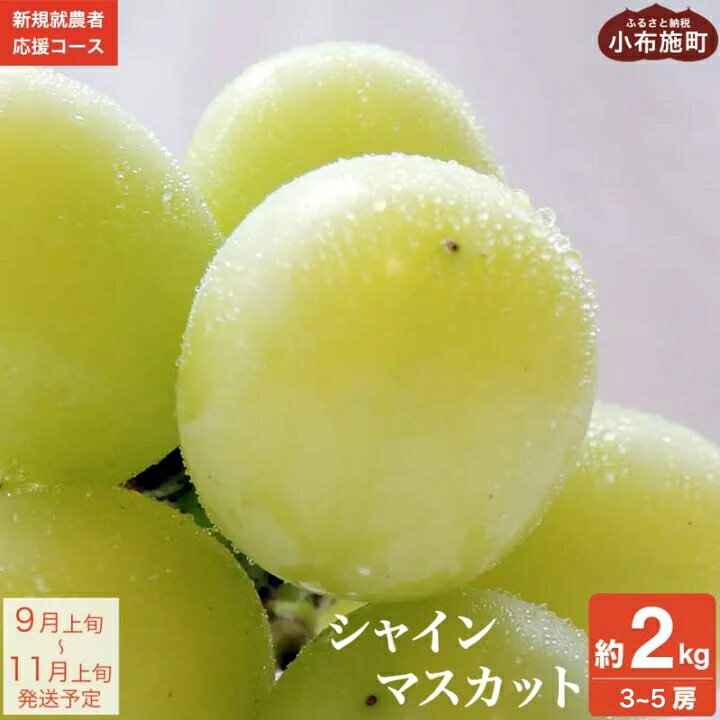 【ふるさと納税】 シャインマスカット 約2kg 3～5房 ［新規就農者応援コース 幸作会］ ぶどう 葡萄 ブドウ 生産者応援 果物 フルーツ 先行予約 数量限定 令和7年産 【2025年9月上旬～11月上旬発送】