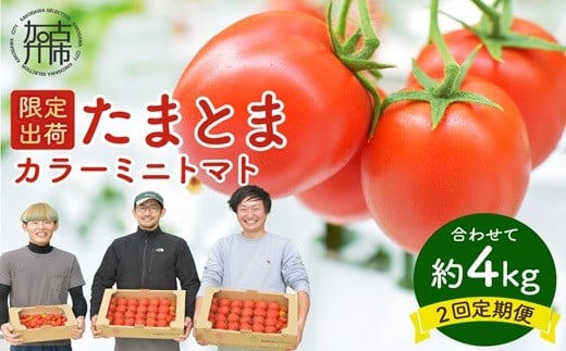 
                  【限定出荷】"たまとま"＋カラーミニトマト(約4kg)[定期便2回]]《 野菜 トマト ミニトマト カラートマト 定期 定期便 2回 美味しい セット とまと 》【2403C12103】
                