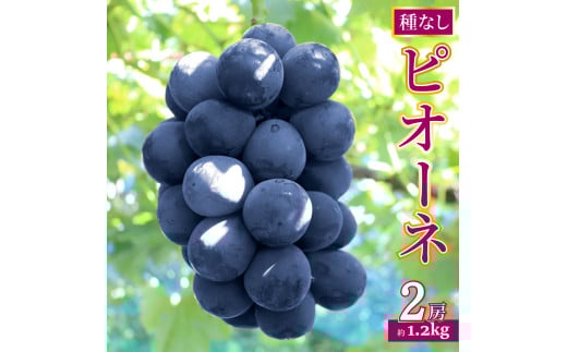 ＜ピオーネ 約1.2kg（1～2房）＞先行予約 ぶどう grape fruit フレッシュ 旬 果物 くだもの 高知県 佐川町産＜2025年8月上旬以降に発送＞
