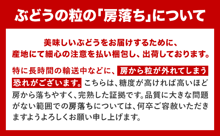 【先行予約】訳あり シャインマスカット・ニューピオーネ 詰め合わせ 約1.2kg 2房《9月中旬-11月上旬頃出荷》岡山県 浅口市 果物 くだもの ぶどう 葡萄 マスカット フルーツ デザート 優品