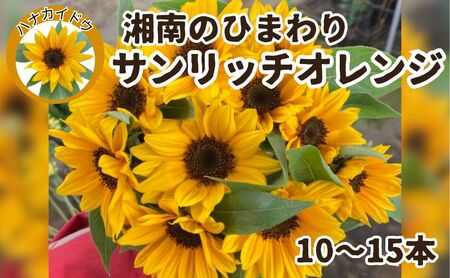 花 湘南のヒマワリ 切り花用 サンリッチオレンジ 10～15本 お花 フラワー 切花 生花 ひまわり 向日葵 植物 花束 家庭用 プレゼント 神奈川 藤沢
