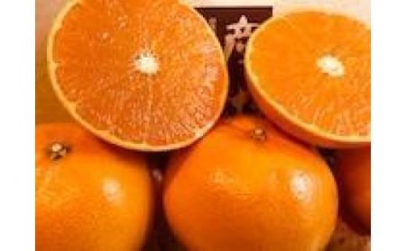 【2月下旬より発送】 せとか 3kg 【1級品】| 柑橘 みかん せとか 果物 愛媛県 松山市 田村農園 【TMN017_x】