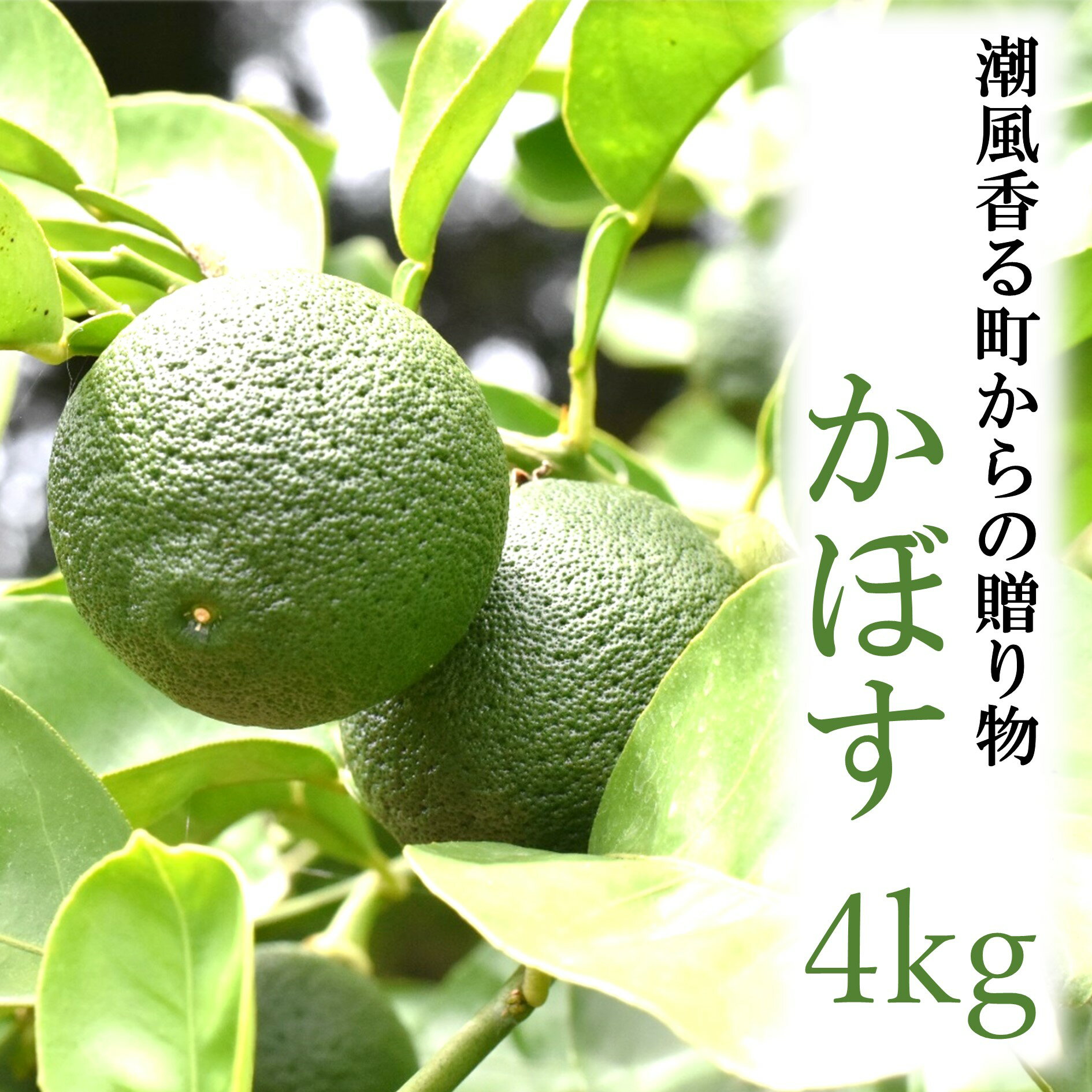 【ふるさと納税】【令和7年9月初旬から発送】潮風香る町の贈り物　大分県産かぼす4kg