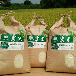 【新米】【令和6年産】古河市産 コシヒカリ15kg【倉持農園】_AN02