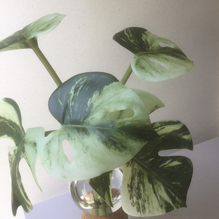 倒してもこぼれないお水 癒しのグリーン「モンステラ」光触媒