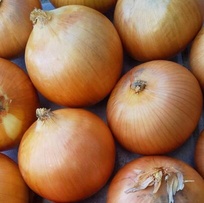 【ふるさと納税】玉ねぎ(北もみじ) 10kg Lサイズ