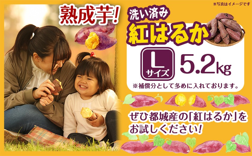 【熟成芋】芋名人が認めるさつまいも『洗い済み　紅はるか』Lサイズ ※12月～1月頃順次発送_LE-L702-J