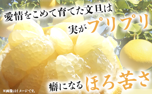 【先行予約】訳あり 土佐文旦 約10kg（規格外 2L～4Lサイズ）- 家庭用 期間限定 送料無料 果物 フルーツ 柑橘 高知県産 ぶんたん ブンタン ざぼん ザボン 季節限定 デザート 傷 お取り寄