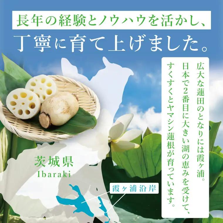 ヤマシン蓮根 4kg|レンコン  食物繊維 新鮮 シャキシャキ  茨城県 阿見町（98-04）