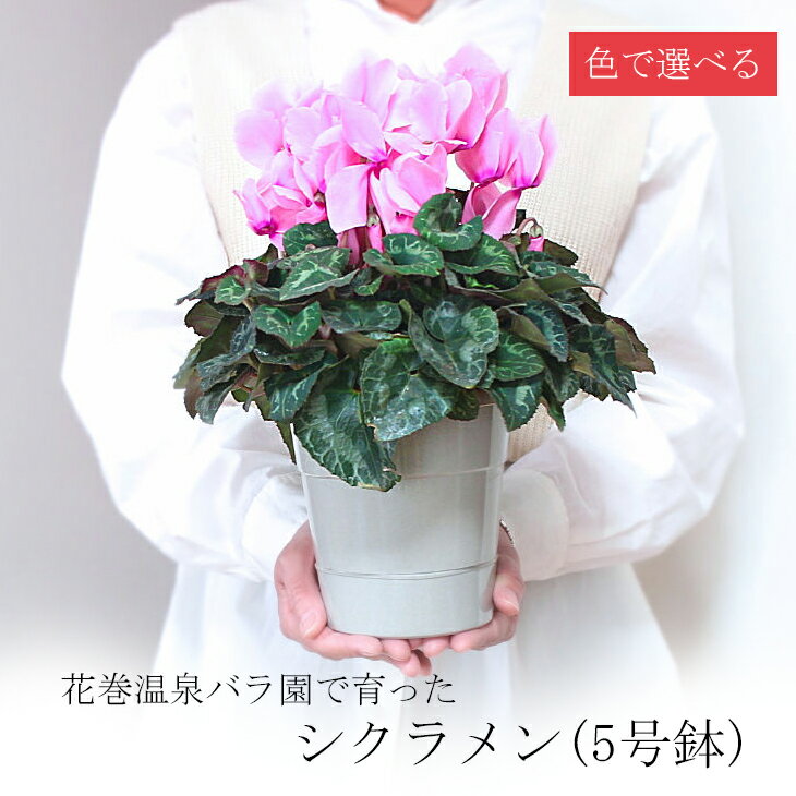 【ふるさと納税】【色で選べる♪】花巻温泉バラ園で育てたシクラメン〈2025年11月より順次発送〉 新着 ふるさと納税 花 白 ピンク 赤