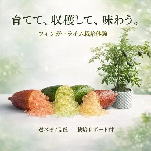 フィンガーライム栽培体験セット 初心者OK 植替え済 AIサポート＆マニュアル付き アルストンビル