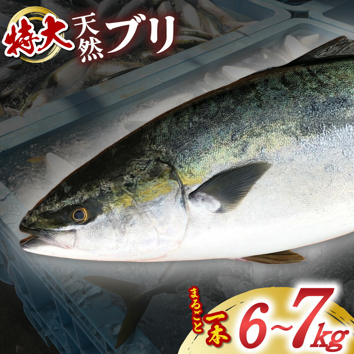 【ふるさと納税】 ぶり 超特大 天然 朝獲れ 鮮魚 刺し身 ぶりしゃぶ 鰤 海鮮 新鮮 魚 国産 【2026年3月下旬～4月にお届け／北海道・東北・沖縄・離島不可】