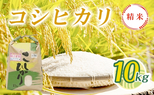 
										
										【新米】令和6年産 コシヒカリ精米 10kg T01530 
									