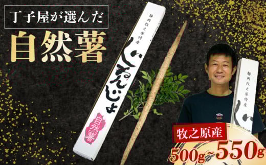 074-6　【R7年12月上旬からの発送】 丁子屋が選んだ 自然薯 台地のご馳走 500 g ～550 g 新鮮 健康 長寿 とろろ 静岡県 牧之原市 ヤマゴ増田製茶