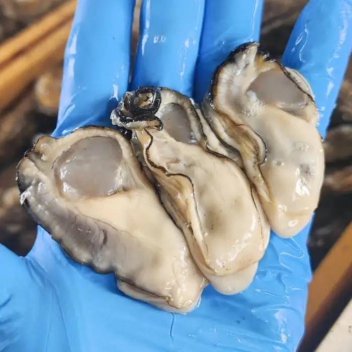 松島牡蠣屋 冷凍 生食用 牡蠣 むき身 6kg 剥き身 宮城県産 牡蛎 牡蠣 カキ オイスター カキフライ 牡蠣鍋 海鮮 国産 魚貝類 殻むき不要 【菊地水産合同会社】ta633