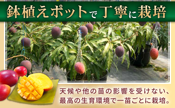 【冷凍】プリンセスマンゴー 約1kg [QAT013] プリンセス マンゴー ぷりんせすまんごー 完熟 マンゴー 高品質マンゴー まんごー 果物 フルーツ マンゴー フルーツ