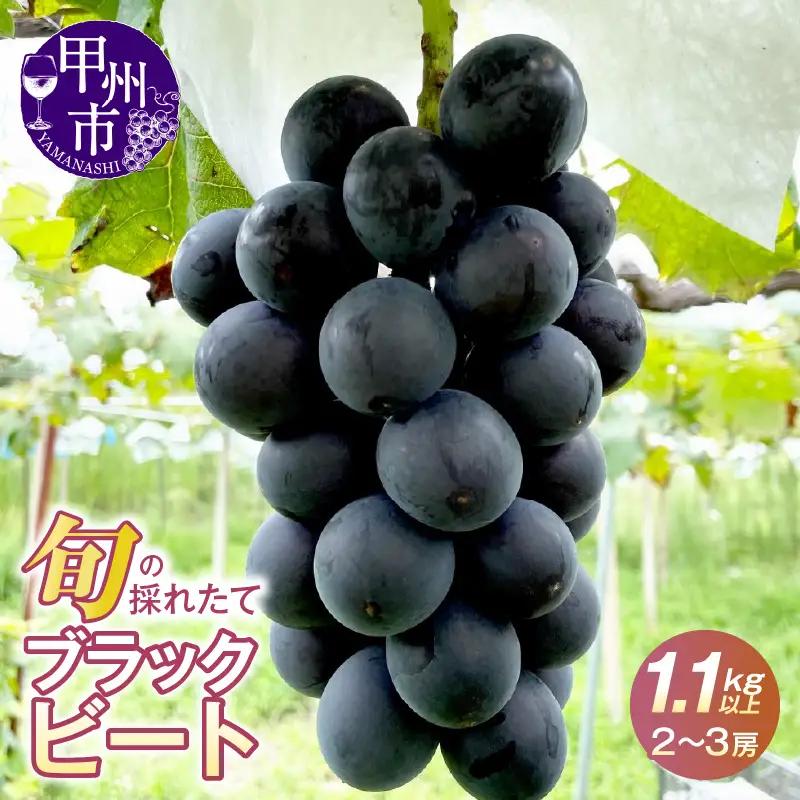 極希少品種！！旬の採れたてブラックビート 1.1kg以上（2房～3房）【2026年配送】（HO）B12-146 ブラックビート フルーツ