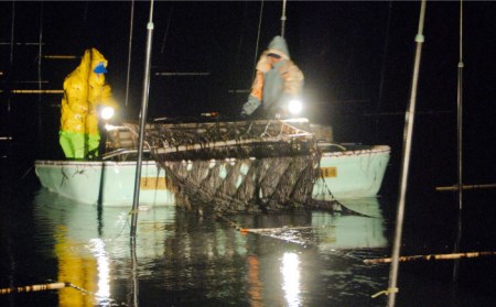 【全12回定期便】こだわりの技術で美味しいが続く！上質な高級焼きのり 全型金5帖（全型10枚分×5） 吉野ヶ里町[FCO009]