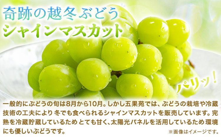 奇跡の越冬ぶどう シャインマスカット 1房 (800g以上) 五果苑《2025年11月上旬-2026年3月末頃出荷》越冬ぶどう フルーツ 果物 岡山県 浅口市 送料無料【配送不可地域あり】（北海道・沖