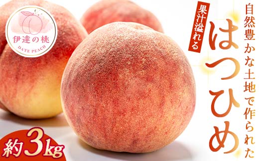 【2026年出荷分先行予約】福島県産 はつひめ 約3kg 玉数はおまかせ はこざきフルーツ 伊達の桃 桃 フルーツ 果物 もも モモ momo F21C-426