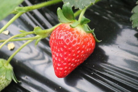 ジャム 手作り 紅ほっぺ いちごジャム 140ｇ×4本 はたけのジャム 5910