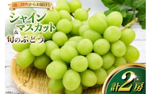 【期間限定発送】【2026年発送】 家庭用 シャインマスカット 旬のぶどう 詰め合わせ 各1房 計2房 [みなと果実園 宮城県 南三陸町 m304bdy880000] ぶどう ブドウ 葡萄 マスカット フルーツ 果物 くだもの 産地直送 農家直送 冷蔵 果実 