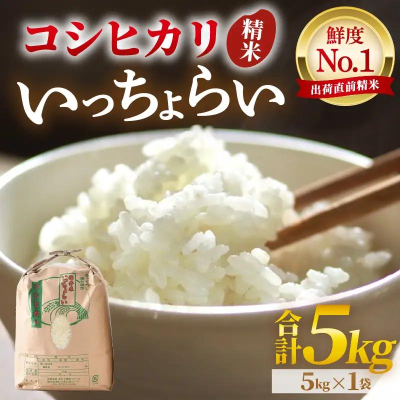 【先行予約】【令和8年産・新米】【一等米】いっちょらい 精米 5kg ／ 福井県産 ブランド米 ご飯 白米 お米 コメ 新鮮 大賞 受賞 新米 福井県あわら産 ※2026年9月下旬以降順次発送予定 [aw012-a036]