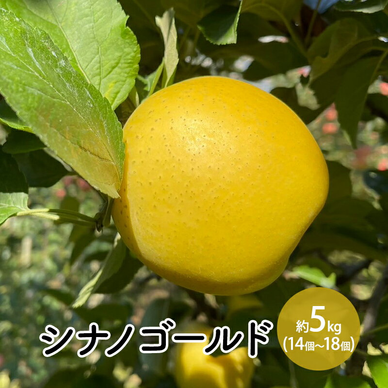 【ふるさと納税】シナノゴールド約5kg（12～18個） 　お届け：2026年10月下旬～10月末まで