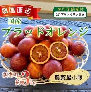 【訳あり】ブラッドオレンジ 3kg 西浦 ブラッド オレンジ 木負観光みかん園
