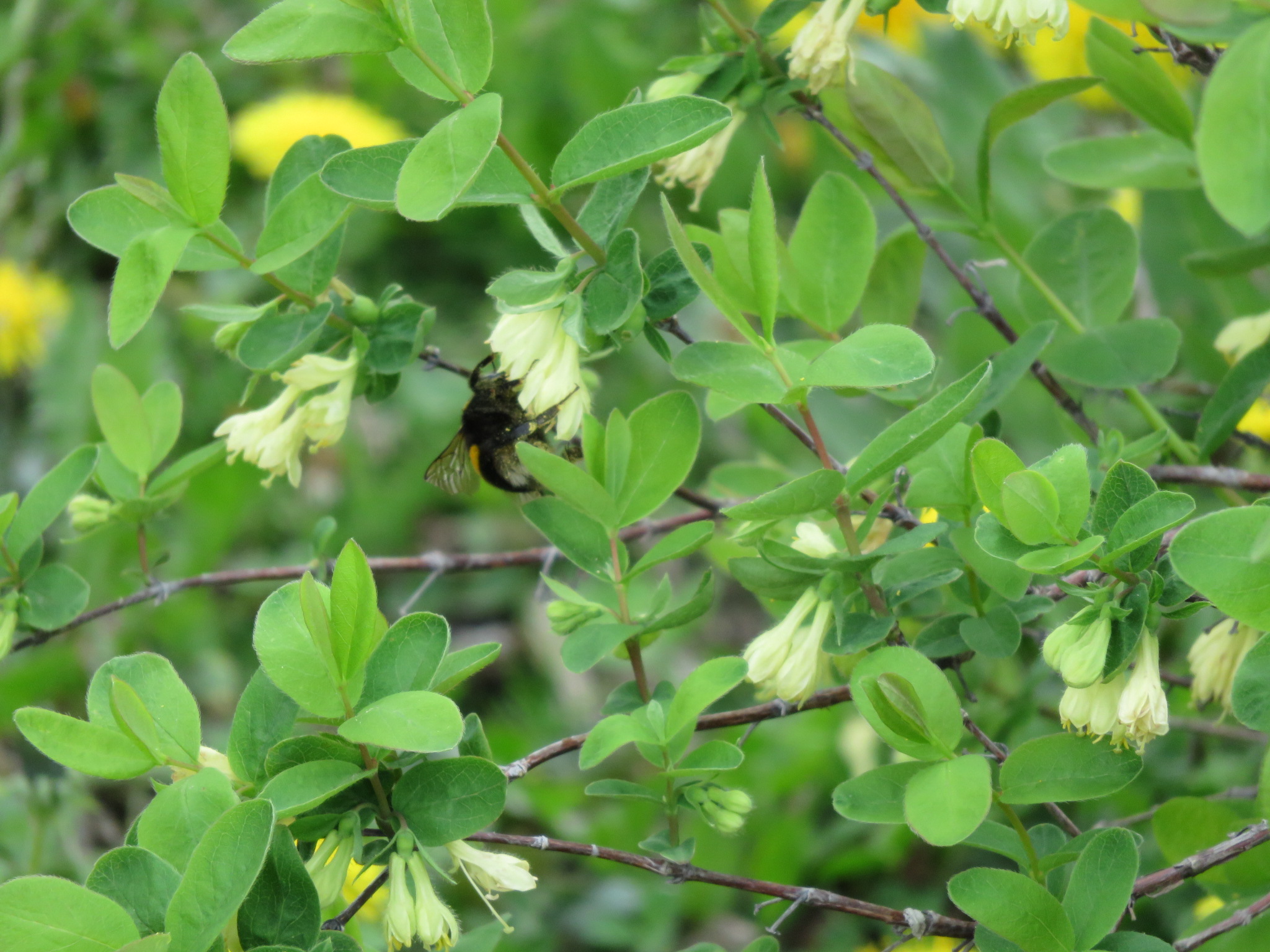 びえいハスカップファーム　美瑛産ブルーベリージャム３本