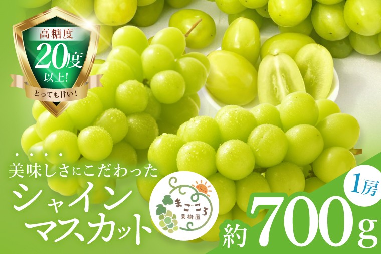 
            【2026年9月中旬より順次発送】令和7年度 茨城県生産力向上共励会 特別賞受賞！糖度約20～22度！美味しさにこだわったシャインマスカット（約700g）1房 化学肥料不使用 農家直送【葡萄 ぶどう マスカット フルーツ 果物 くだもの 水戸市 水戸 茨城県】（GG-21）
          