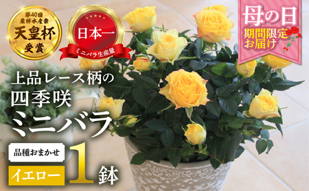 【母の日】ミニバラ イエロー 鉢植え レース柄 産地直送 品種おまかせ のため 訳あり [5月7日～10日 お届け] 四季咲き 花 ガーデニング 生産量 日本一 天皇杯 ※沖縄 離島配送不可 薔薇 セントラルローズ [mt1896yellow] 10000円 1万