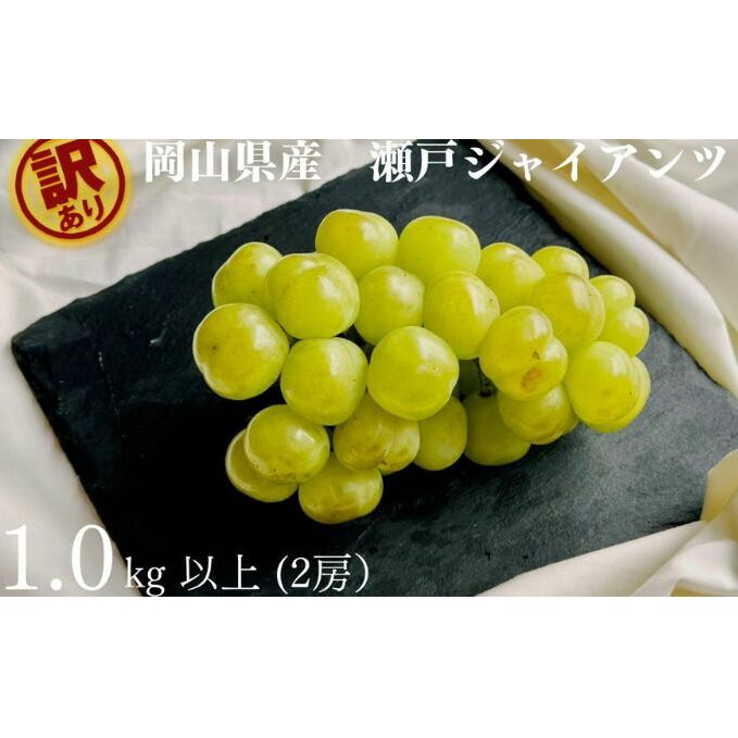 【ふるさと納税】訳あり 瀬戸ジャイアンツ 2房 合計1.0kg以上 産地直送 朝採れ ぶどう 葡萄 岡山 Kawahara Green Farm 岡山県産 2026年 　お届け：2026年9月11日～2026年10月20日
