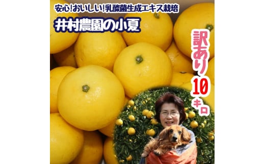 先行予約【訳あり】井村農園の小夏（10kg） 日向夏 みかん ミカン 柑橘 フルーツ 果物 果実 こなつ コナツ ニューサマーオレンジ おいしい 美味しい ワケアリ 自宅用 ご家庭用【R01132】