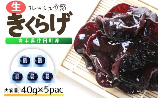 岩手県産 生きくらげ 約40g×5個（総量約200g） コリっとプルプル食感がたまらない国産きくらげ/ きくらげ 生きくらげ 木耳 キノコ 国産【#0127】
