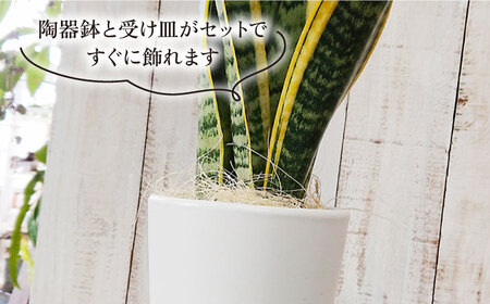 サンセベリア ・ ローレンチー  糸島市 / cocoha[AWB003] 観葉植物 グリーン