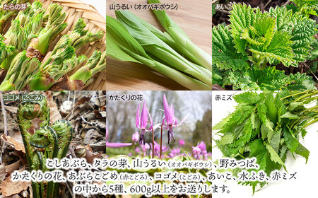 【令和7年発送】山菜おまかせセット（5種以上）　計600g以上　こしあぶら、タラの芽、水ふき等　グレイスファーム