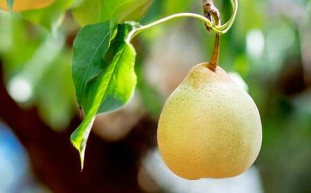 鴨梨（ヤーリー） 2玉 合計約1.5kg 贈答箱 なし 梨 ナシ 果物 フルーツ 果実 岡山県 倉敷市 【2025年11月下旬～12月下旬迄順次発送予定】