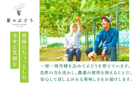 【先行予約：2026年8月中旬より発送】【贈答用】旬の味わいを農家直送で！ピオーネ 1房（約450g）秀品・化粧箱入り 島根県雲南市/ギアファーム[AIAB015]