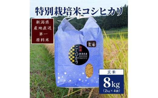 【50セット限定】令和5年産 新潟上越清里産 特別栽培米コシヒカリ8kg(2kg×4袋)玄米 こしひかり お米 上越産