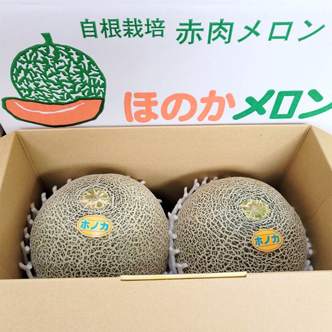 先行予約 ほのかメロン 秀品（ 赤肉 ） 2玉 【 6月上旬 以降発送】 メロン 果物 フルーツ 甘い 茨城県 茨城県産 期間限定 数量限定 産地直送 農家直送 [AV005ya]
