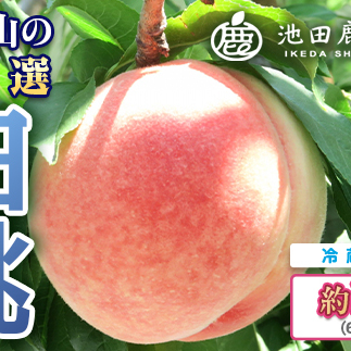 白桃 約2kg（6～8玉）和歌山県産 厳選 化粧箱入り ｜ 白鳳・清水白桃・川中島・もも・はくとう【化粧箱入り】 ※北海道・沖縄・離島への配送不可 ※2026年7月上旬～7月下旬頃に順次発送予定