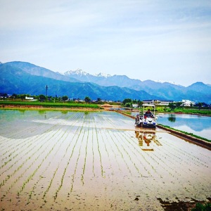 新米 令和7年産 無洗米 「まるやまさん家のお米」 風さやか 5kg×1袋 | 米 国産 こめ 松本市 お米 ふるさと納税 信州 無洗米 5キロ 風さやか 長野米 美味しい 松本産 ふっくら 白米