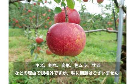 訳あり りんご 定期便 2回（約5kg） / 岩手県 遠野市 産 松陽園 11-12月 発送 10月31日受付終了