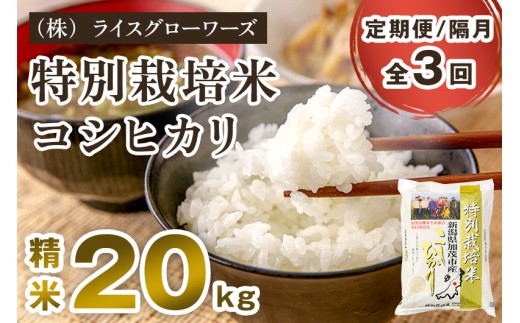 【令和7年産】【定期便3回隔月お届け】新潟県加茂市産 特別栽培米 コシヒカリ 精米 20kg（5kg×4）《順次出荷》 従来品種コシヒカリ 新潟県産コシヒカリ 新潟産コシヒカリ 新潟コシヒカリ 新潟県産こしひかり 新潟産こしひかり 新潟こしひかり コシヒカリ こしひかり お米 白米 米 定期便 （株）ライスグローワーズ